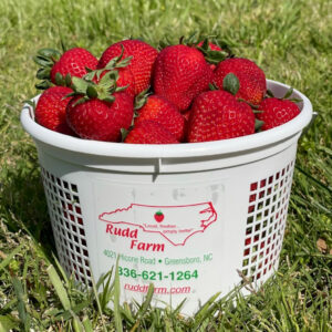 Picked strawberries in basket in Greensboro