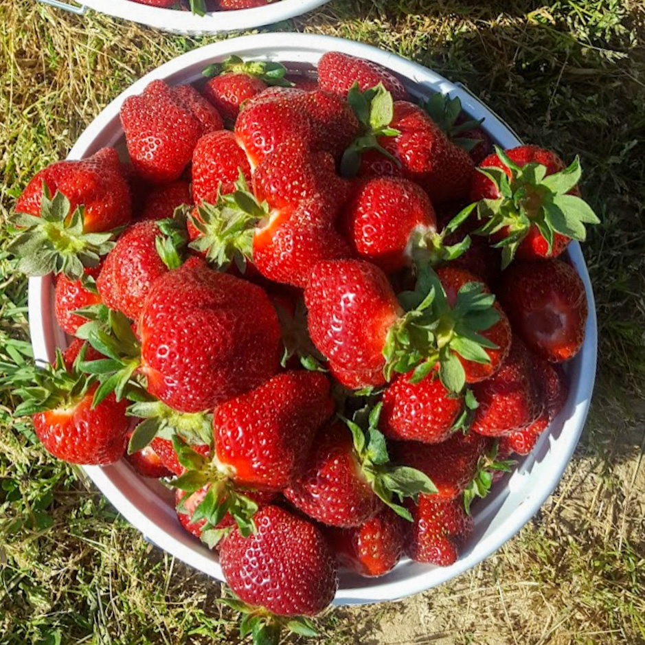 Strawberry picking at Rudd Farm in Greensboro NC