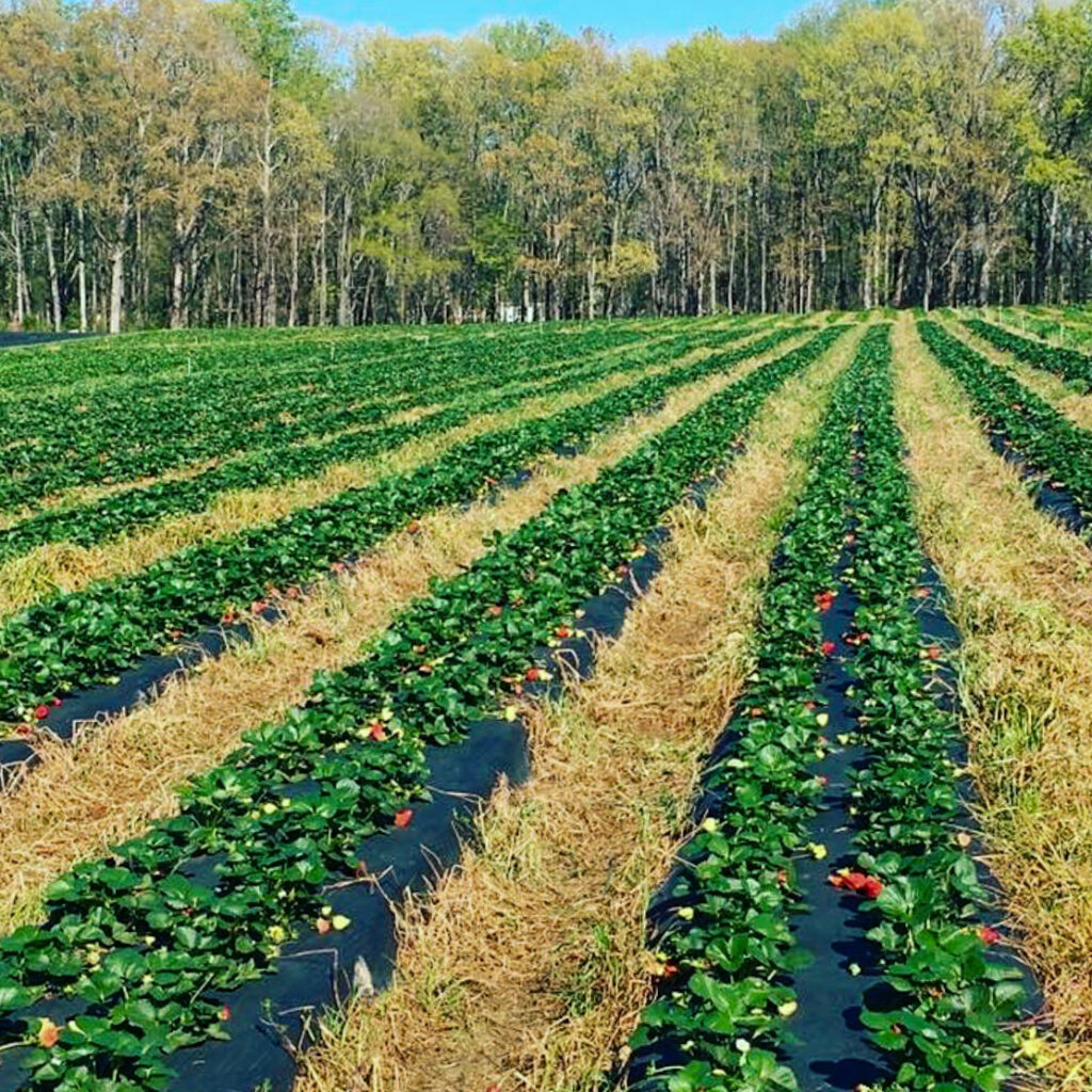 Strawberry field in Greensboro, NC