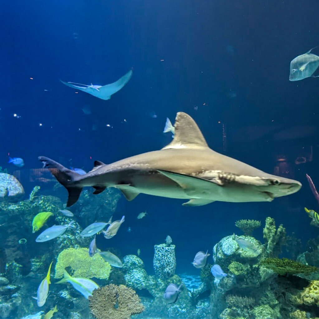 Greensboro Science Center aquarium shark in Greensboro, NC